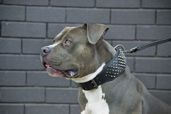 Interesting Facts About Leather Dog Collars