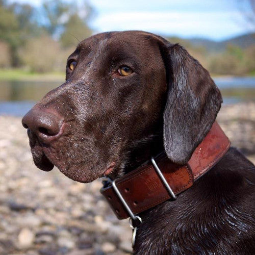 Australia's Leading Dog Collar Specialist