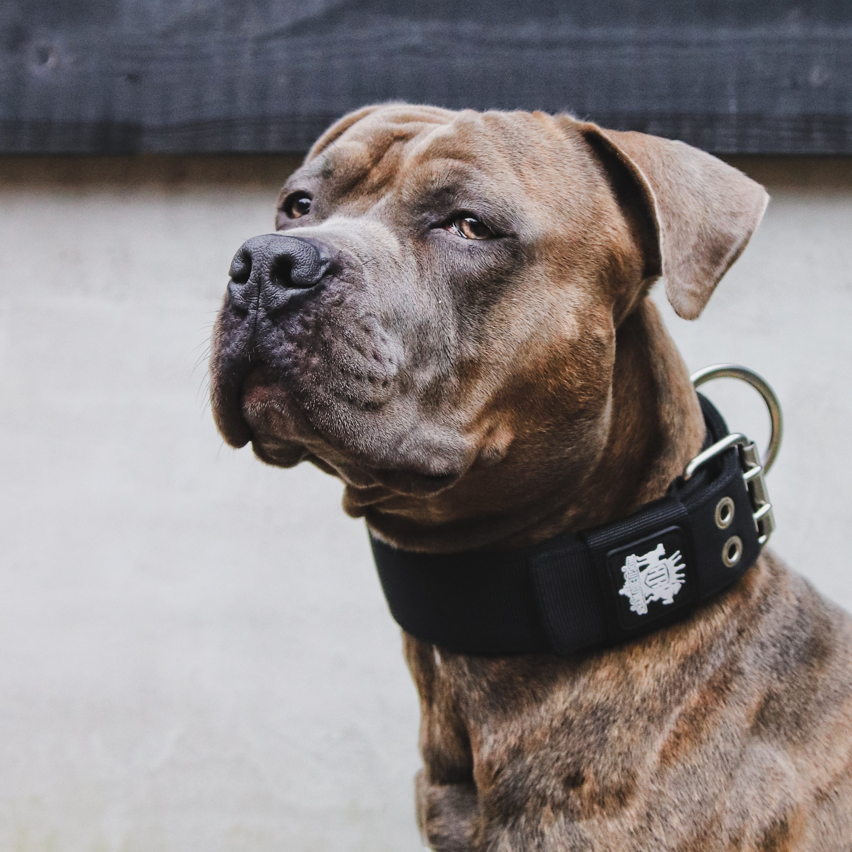SUPATUFF® Strong Dog Collar Black (Wide Fit)
