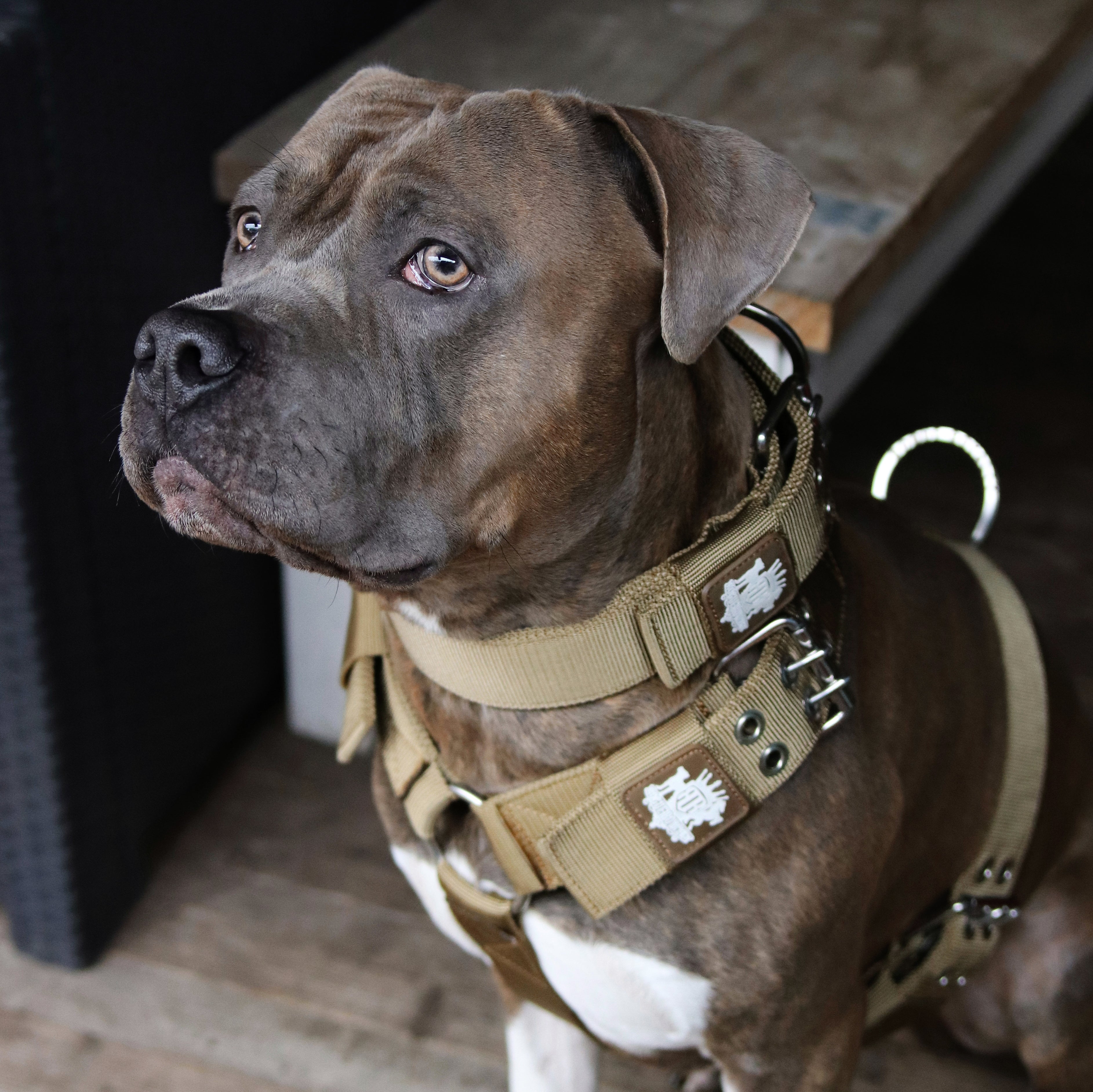 SUPATUFF® Strong Dog Collar Desert Wolf (Wide Fit)