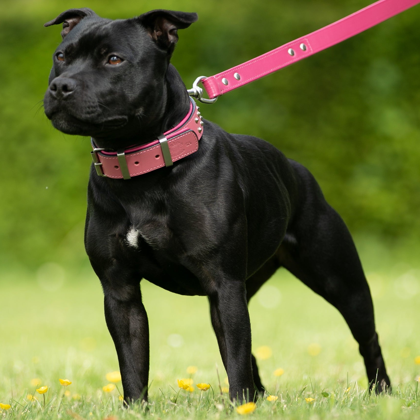 staffordshire terrier in park wearing pink leather studded dog collar
