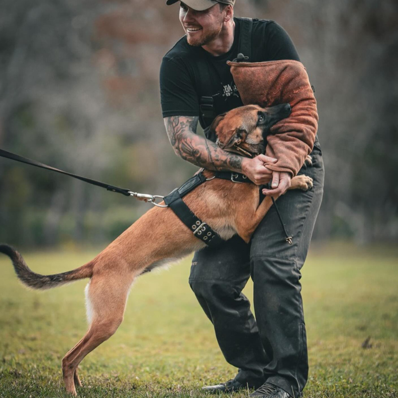 Strong Malinois in training session with handler, wearing a black Supatuff dog harness