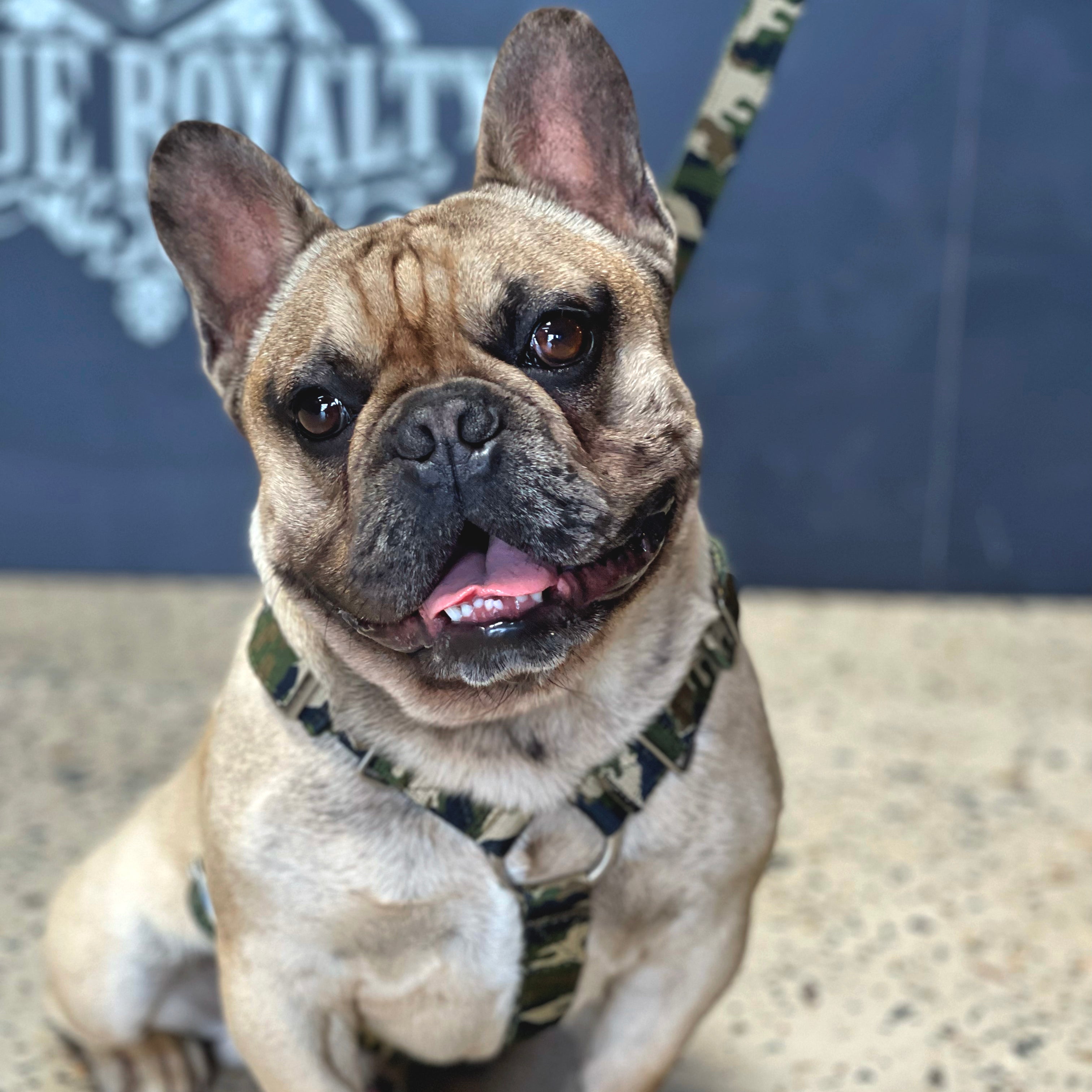 SUPATUFF® Dog Harness Camo (Slim Fit)