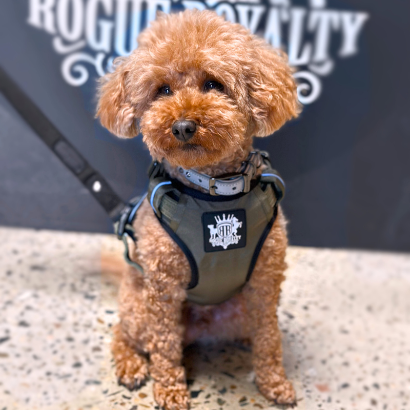 Puppy Harness Active X Green