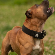 SUPATUFF® Strong Dog Collar Black (Regular Fit)
