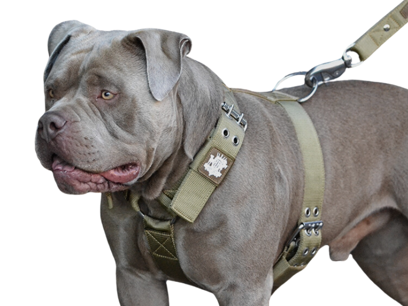 American XL bully wearing strongest SupaTuff dog harness