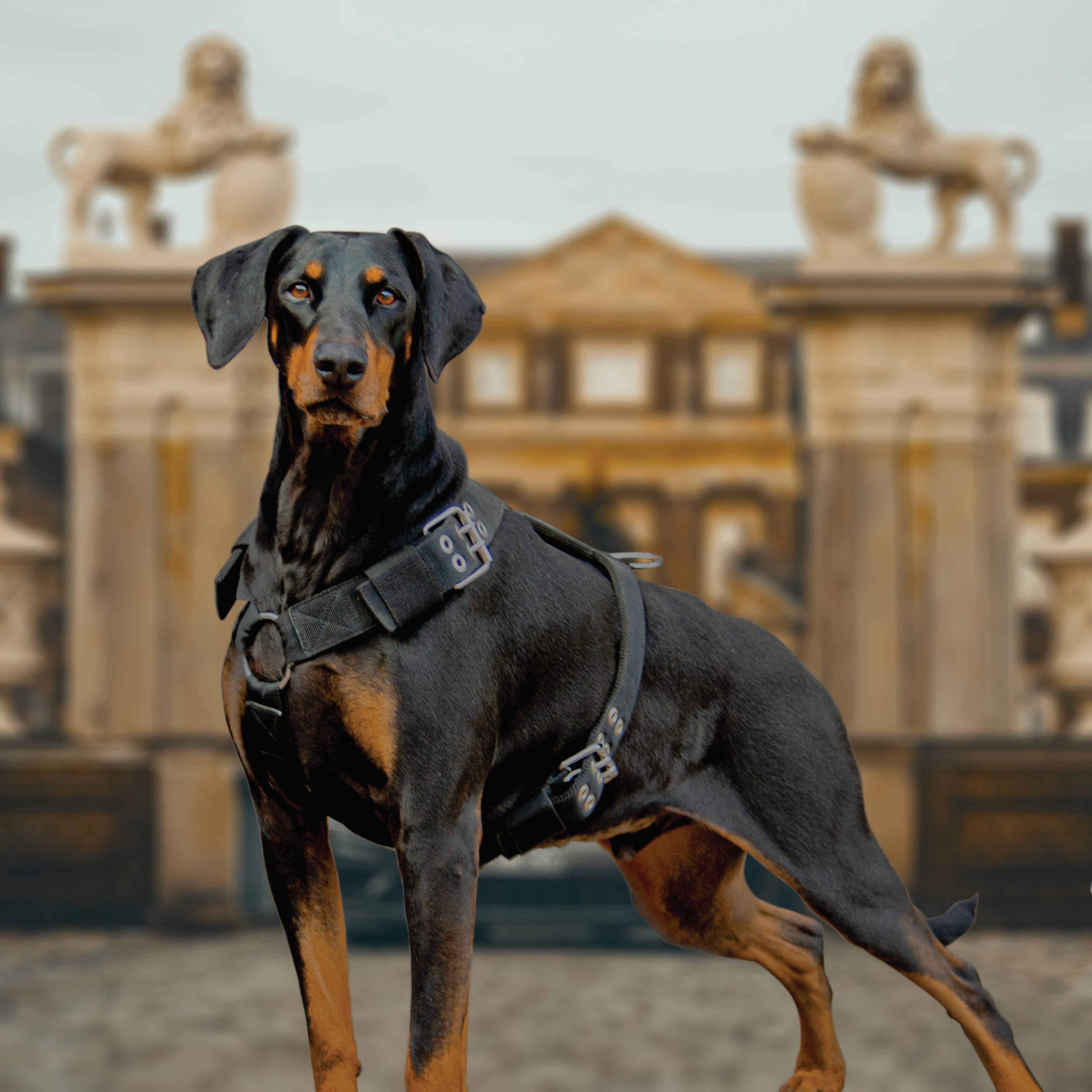 doberman-harness-1_9714f02f-b15d-492e-a1b2-baa86bc57076.jpg