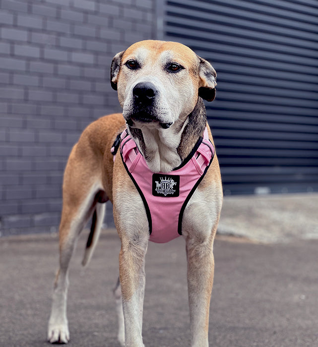Puppy Harness - Active X Pink + FREE Leash Promo!