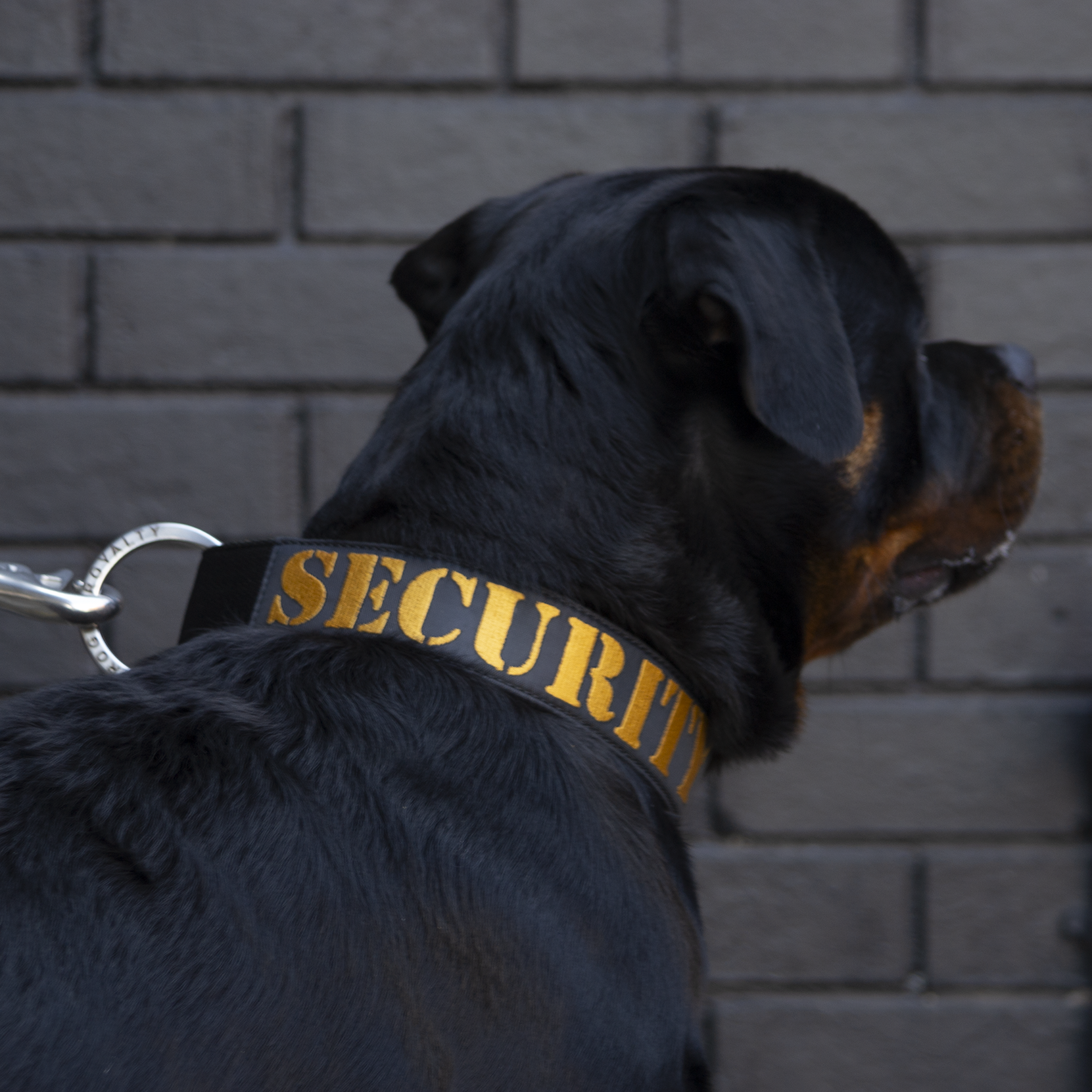 SUPATUFF® Strong Dog Collar SECURITY (Wide Fit)