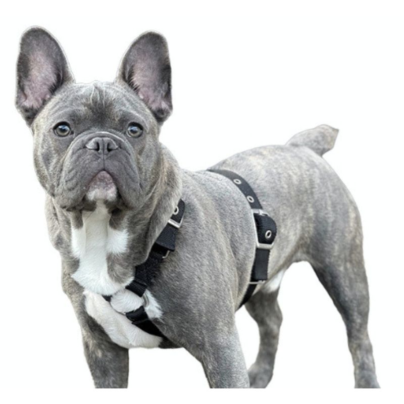 slimfit-dog-harness-frenchie