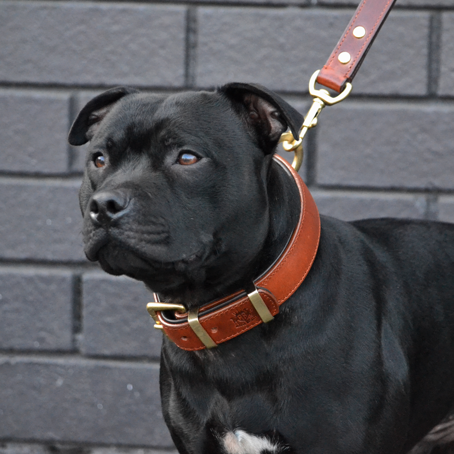 staffy-brown-leather-collar-2.png