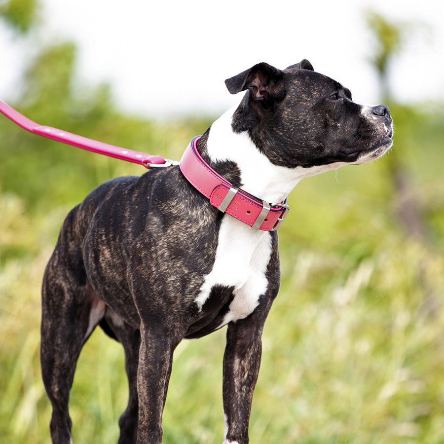 staffy-pink-collar.jpg