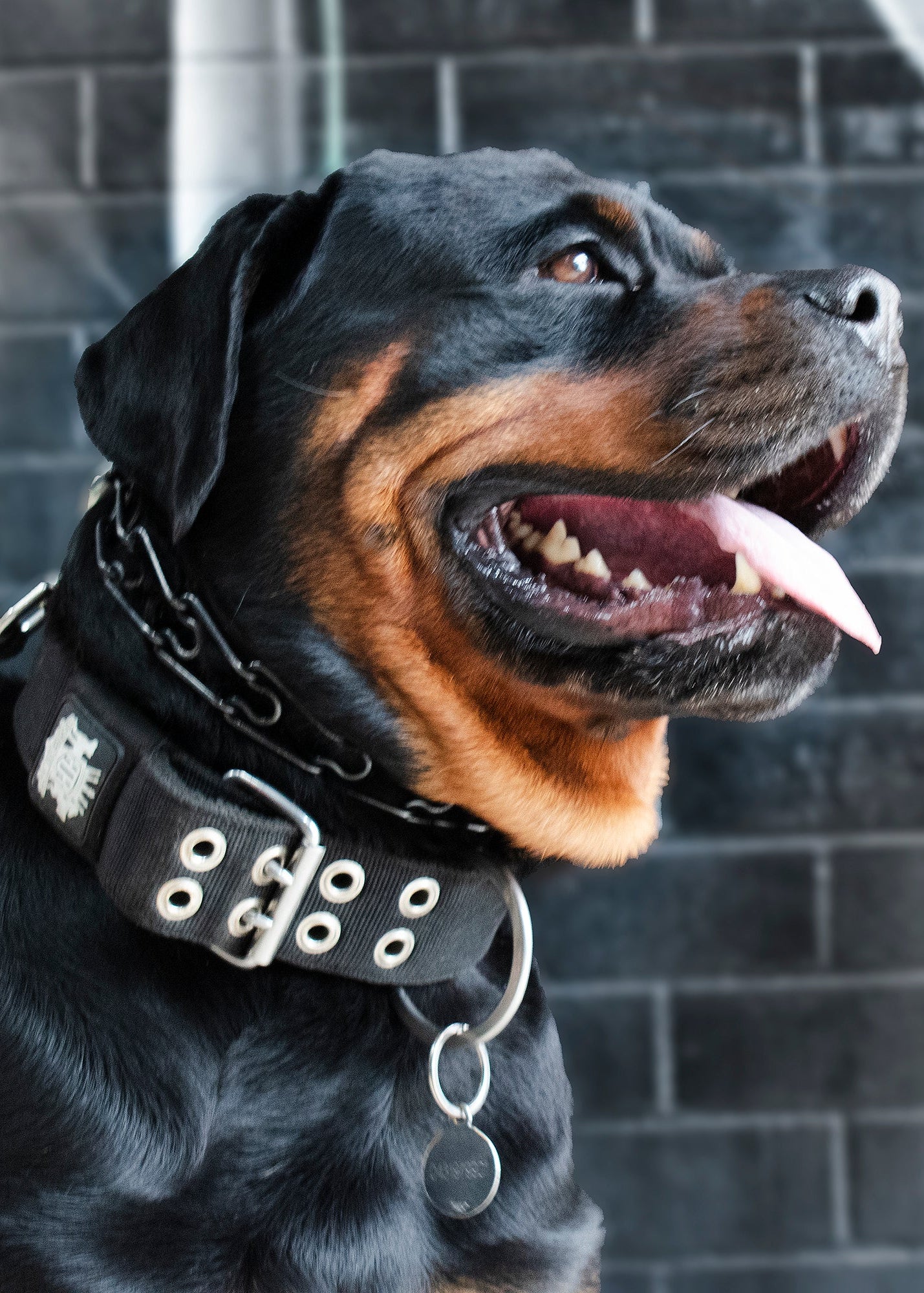 strong_-dog-collars2_3946e818-dce4-427e-9bba-b1340b5740dd.jpg