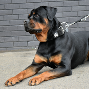 SUPATUFF® Strong Dog Collar Black (Wide Fit)