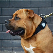 SUPATUFF® Strong Dog Collar Black (Wide Fit)
