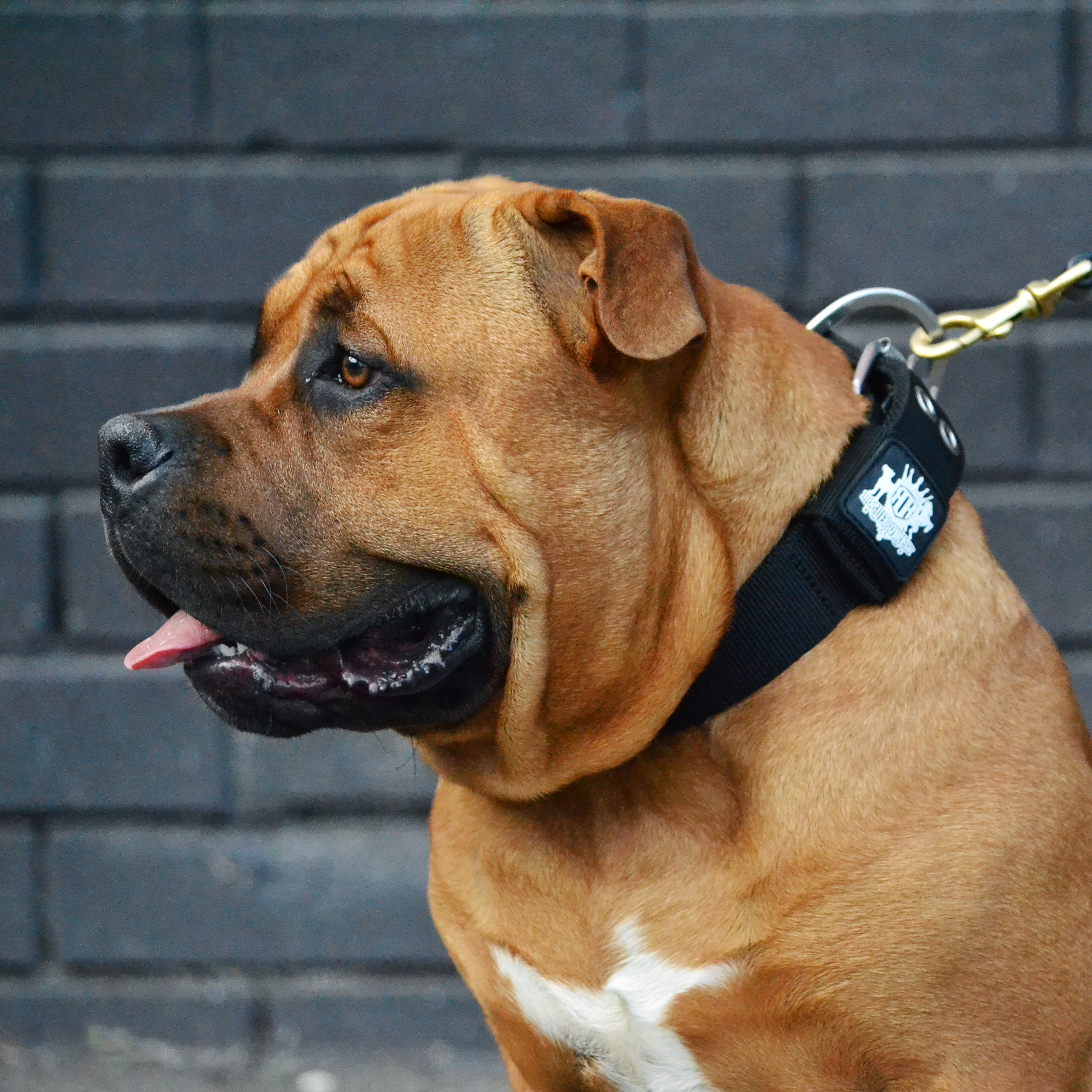 SUPATUFF® Strong Dog Collar Black (Wide Fit)
