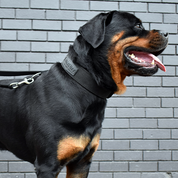 SUPATUFF® Strong Dog Collar Black (Wide Fit)