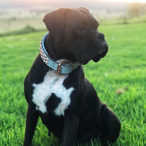 Rose Gold Leather Dog Collar - On neck