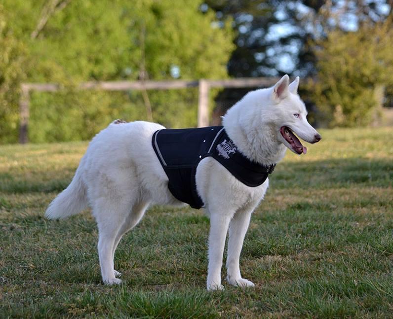 Side view of White Siberian Husky walking in dog park wearing a Rogue Royalty canine weight vest.