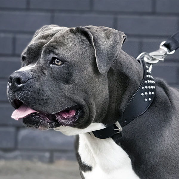 american staffy collars