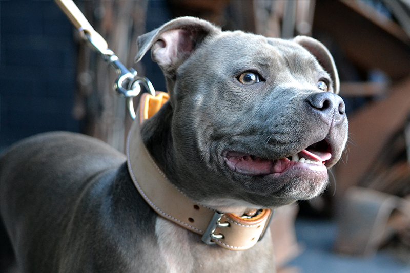 Staffy wearing a handmade bucksin leather dog collar