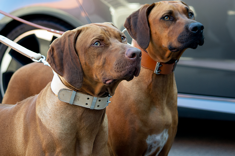 two large dogs in handmade leather dog collars