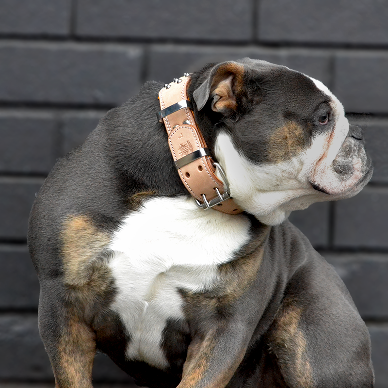 Hand Made Leather Dog Collar - Buckskin Rogue &quot;RuffNeck&quot; Studded