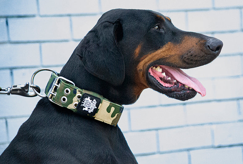 Heavy Duty Dog Collar on doberman pinscher