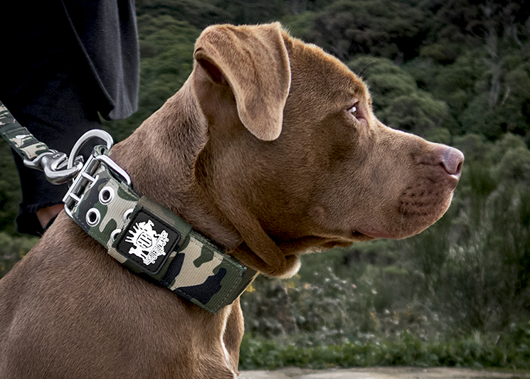 Heavy Duty Dog Collar on brown pitbull
