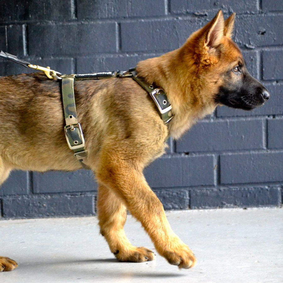 dog-harness-camo