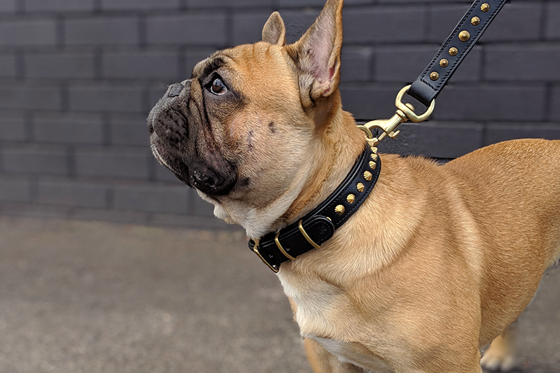 hand made leather dog collar on french bulldog.