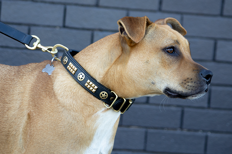 Hand Made Leather Dog Collar - Rogue Ranger Black &amp; Brass