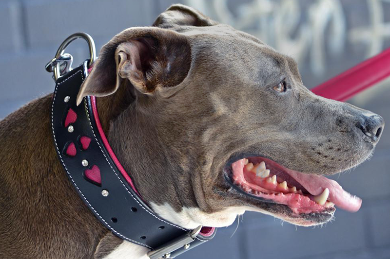 Staffordshire terrier wearing pink and black leather dog collar