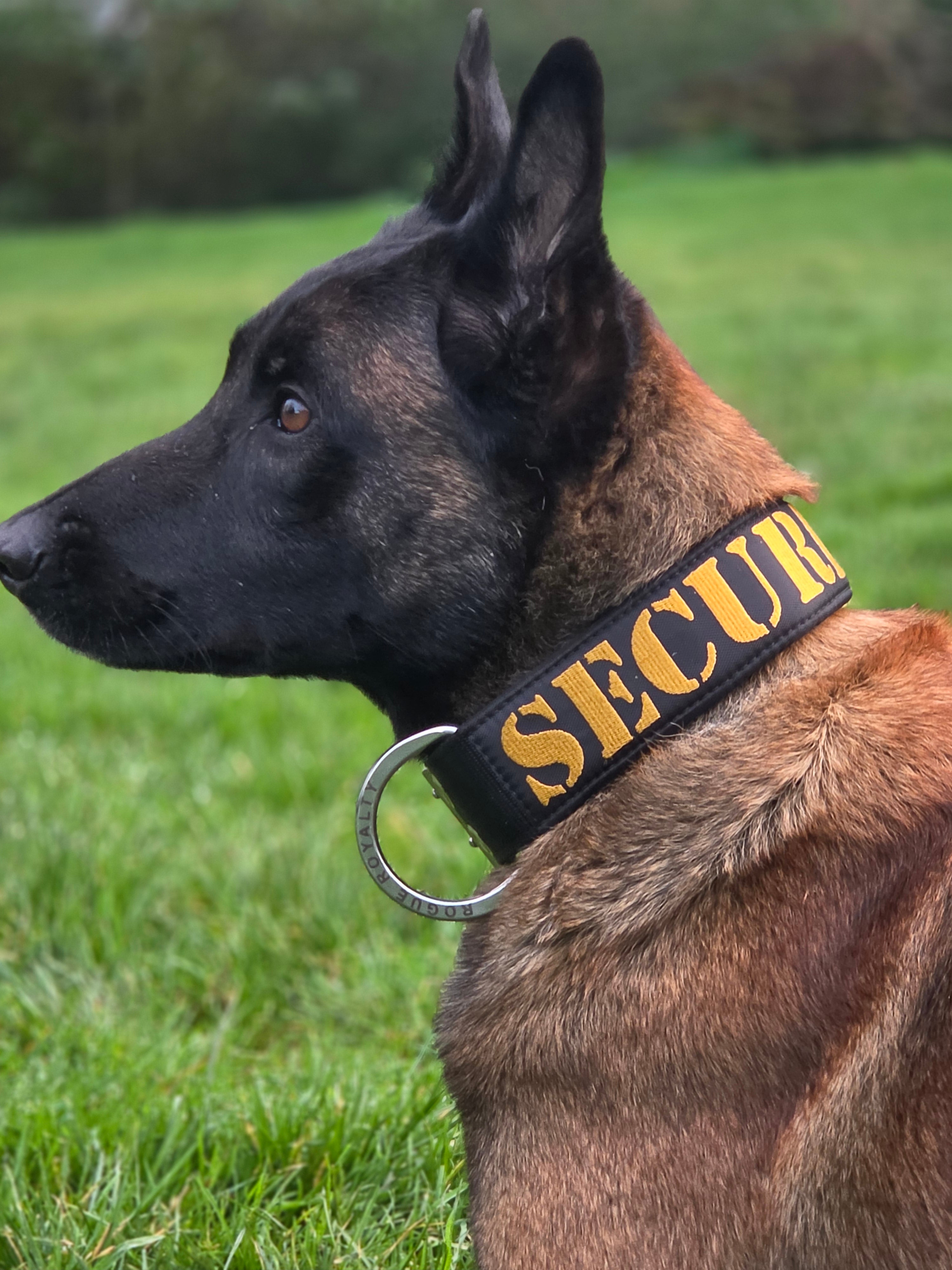 Best Collar for German Shepherds in Australia: What to Know First