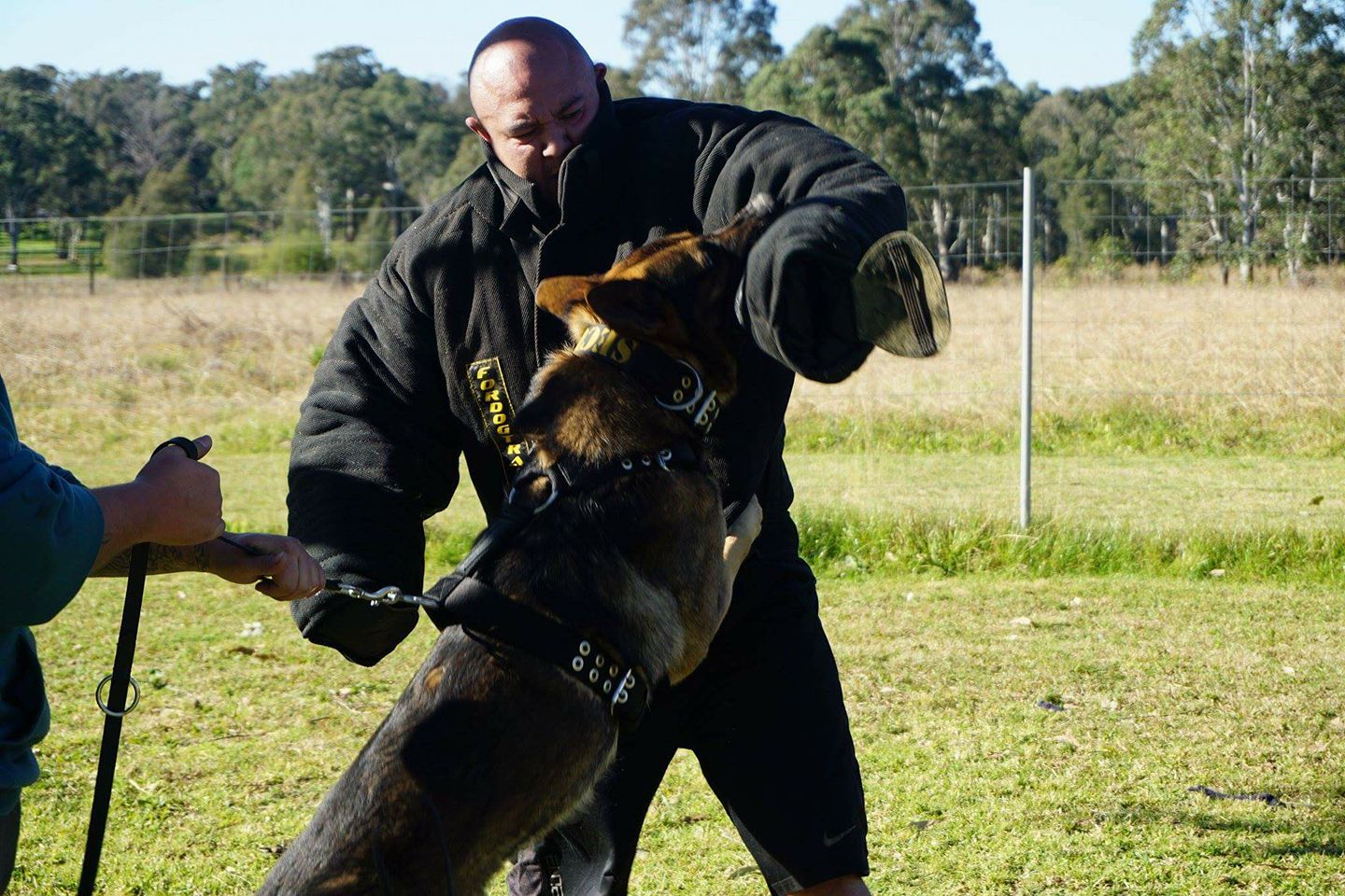 Tactical Dog Collars Australia: What They Are and When They Make Sense