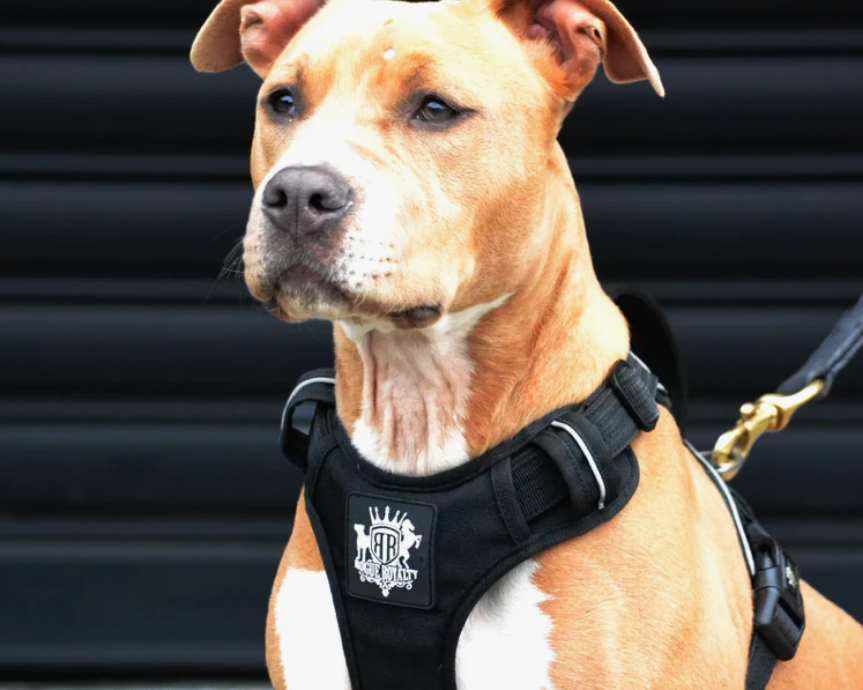 Dog Harness for Small Breeds: Y-Front vs H-Frame and Which Fits Better