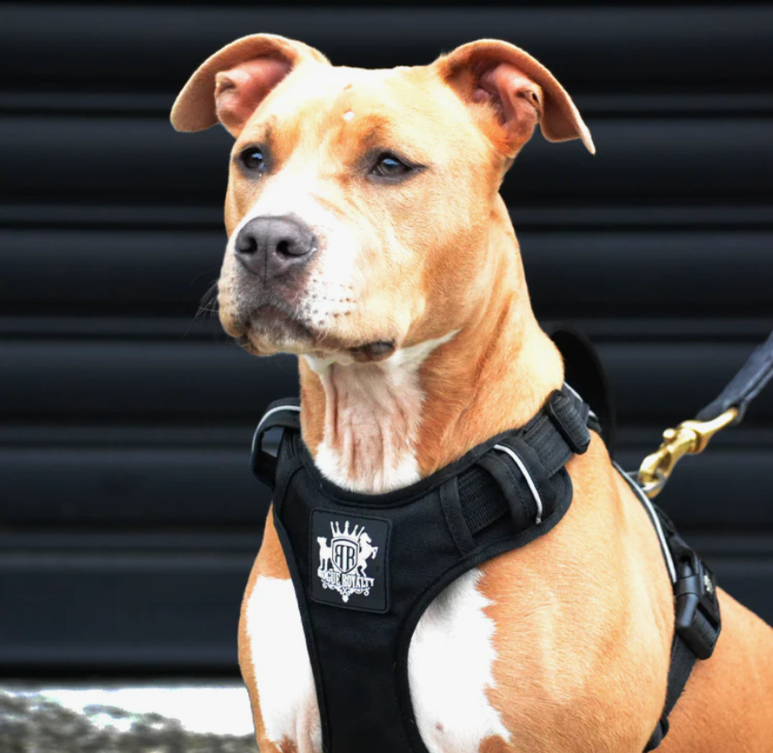 Dog Harness for Small Breeds: Y-Front vs H-Frame and Which Fits Better