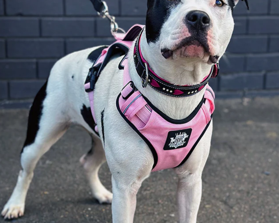 Why Small Dogs and Puppies Need a Harness, Not a Collar