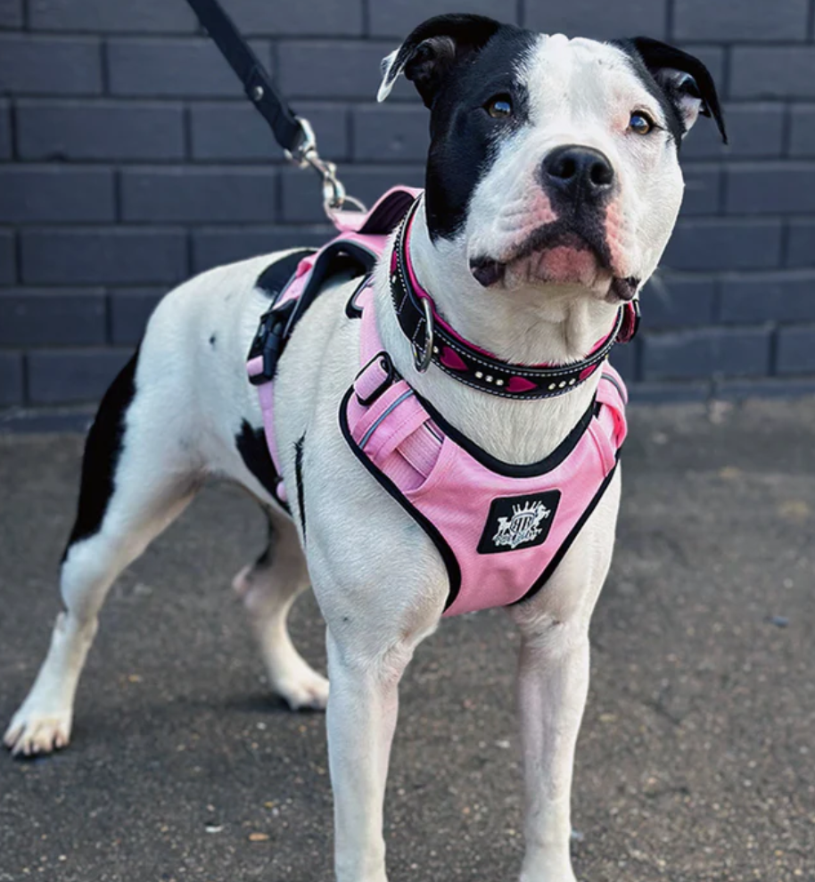 Why Small Dogs and Puppies Need a Harness, Not a Collar