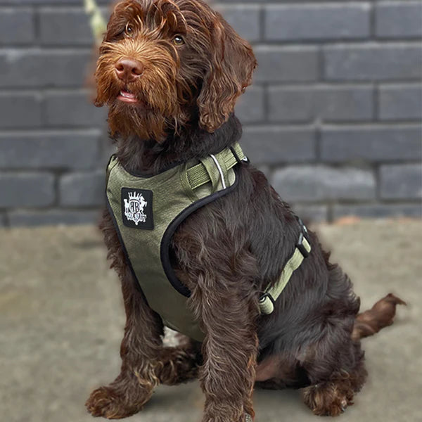 Active-X Green Dog Harness on a brown dog