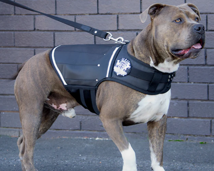 Dog Gift Ideas Australia: Gifts for Dogs and Dog Owners That Actually Get Used
