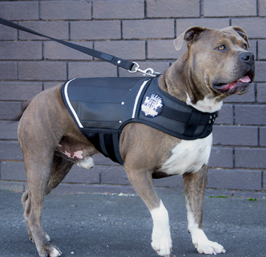 Dog Gift Ideas Australia: Gifts for Dogs and Dog Owners That Actually Get Used