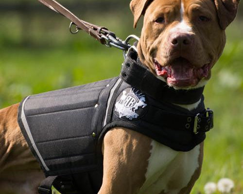 Can a Weighted Dog Vest Help Stop Jumping? What Australian Owners Need to Know
