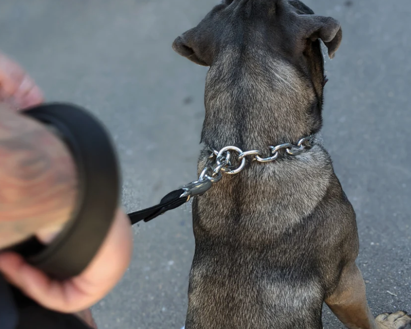 Which Dog Training Collars Are Actually Legal in Australia