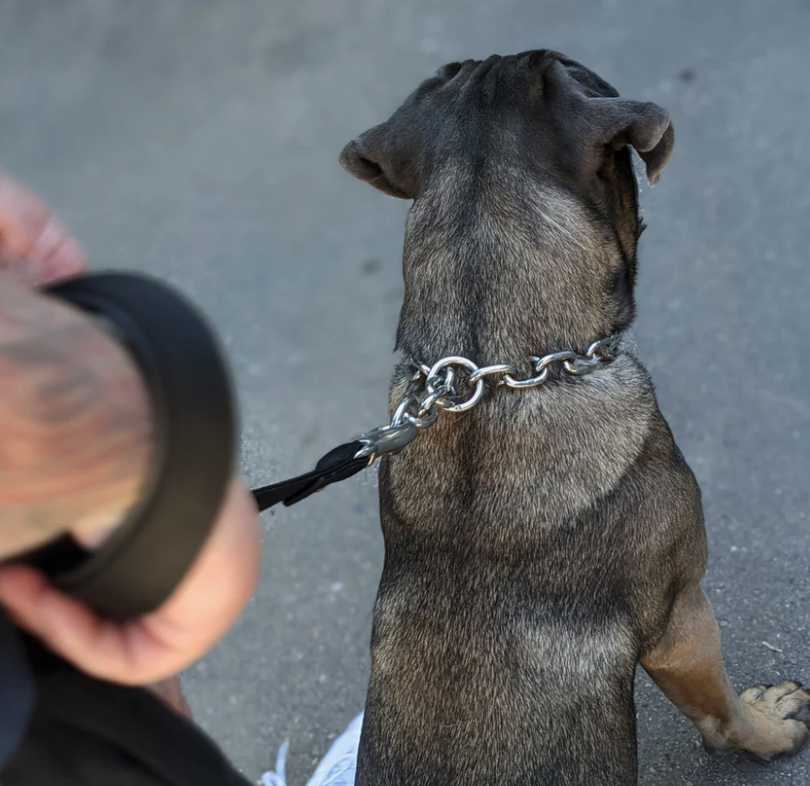 Which Dog Training Collars Are Actually Legal in Australia