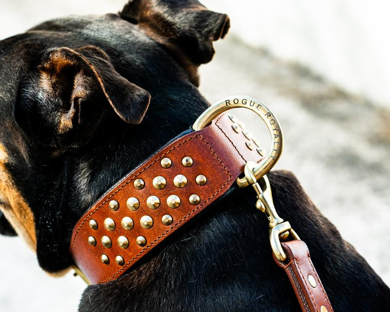 Best Dog Collars for Large Dogs: A Complete Guide