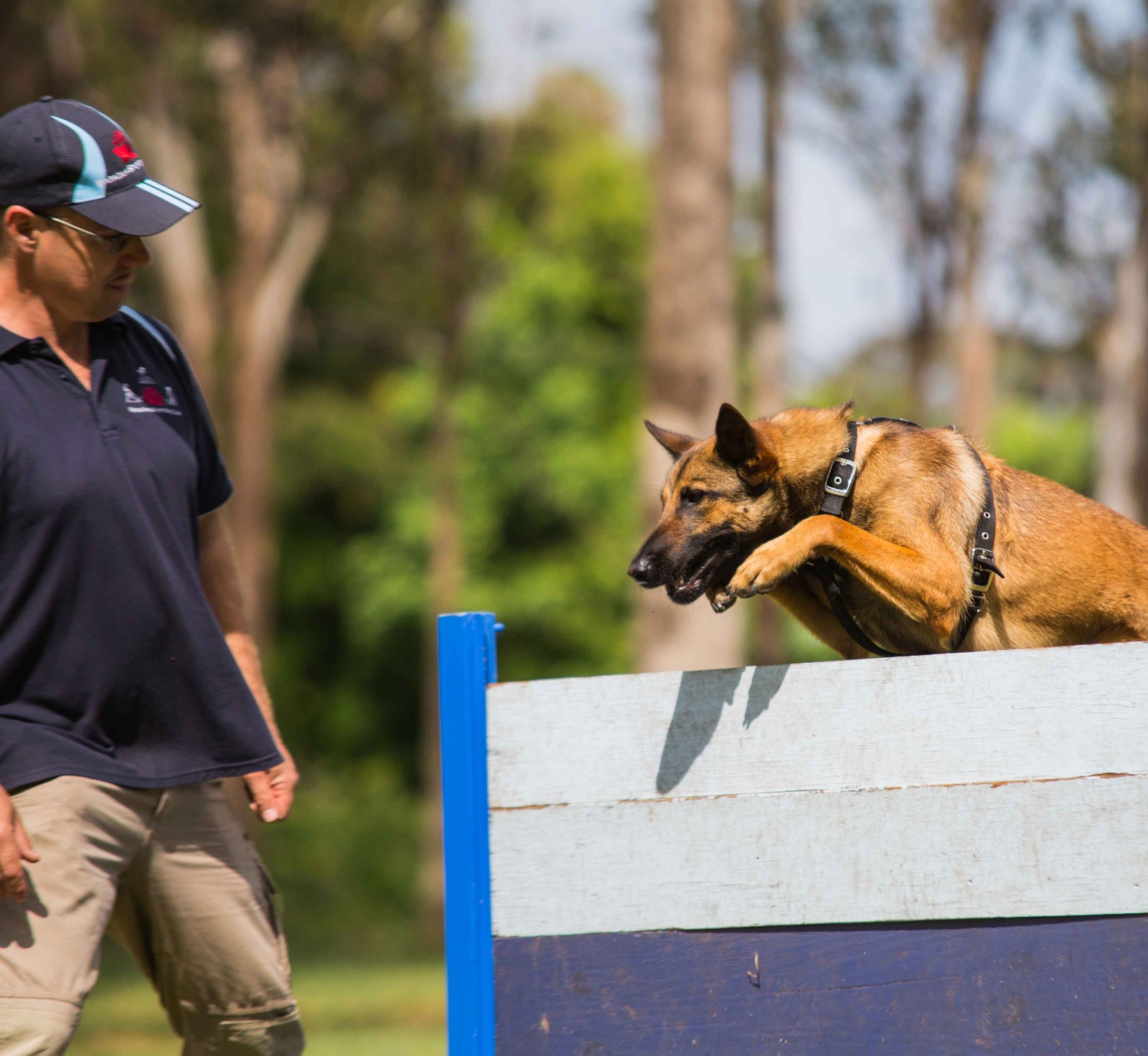 Dog Harness vs. Collar What's Right for Your Dog Rogue Royalty