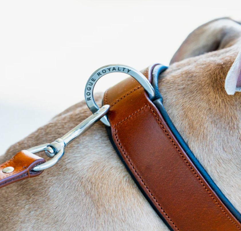Leather Dog Collar vs Nylon: Which One Actually Lasts?