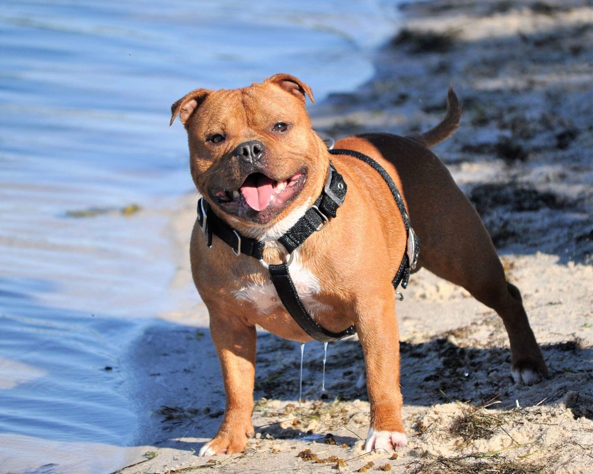 Best Harness & Collar for a Staffy in Australia