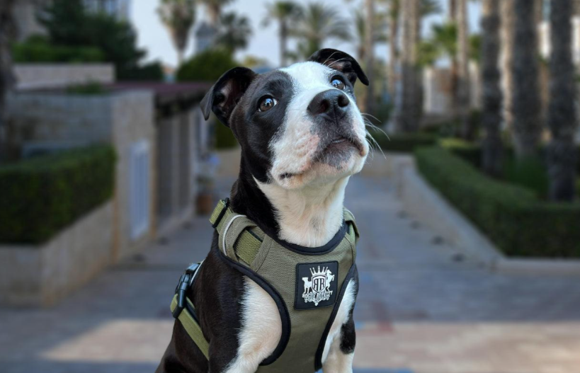 Walking Your Dog Safely in Australian Summer Heat